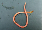 ImageNet ছবি: common roundworm